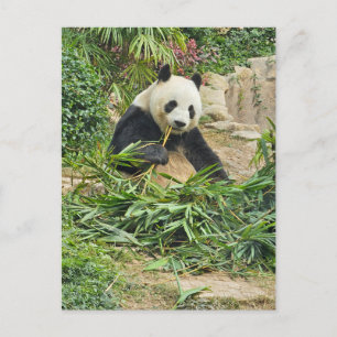 Panda som äter bambu vykort