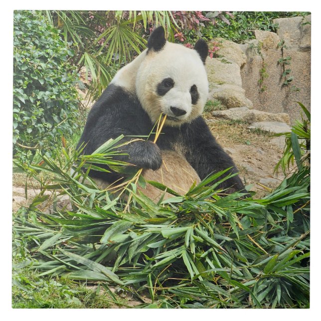 Panda som äter bambukeramisk platta kakelplatta (Framsidan)