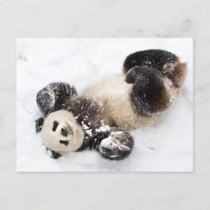 Panda Spelar i Snö Winter Photo Vykort