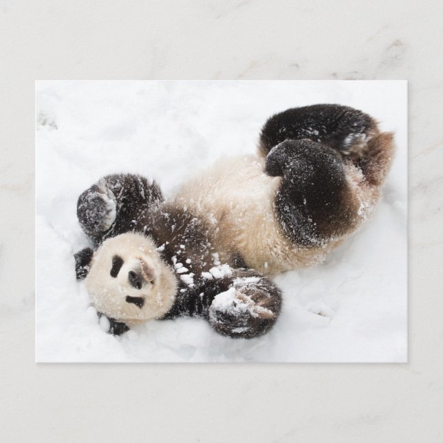 Panda Spelar i Snö Winter Photo Vykort (Framsida)