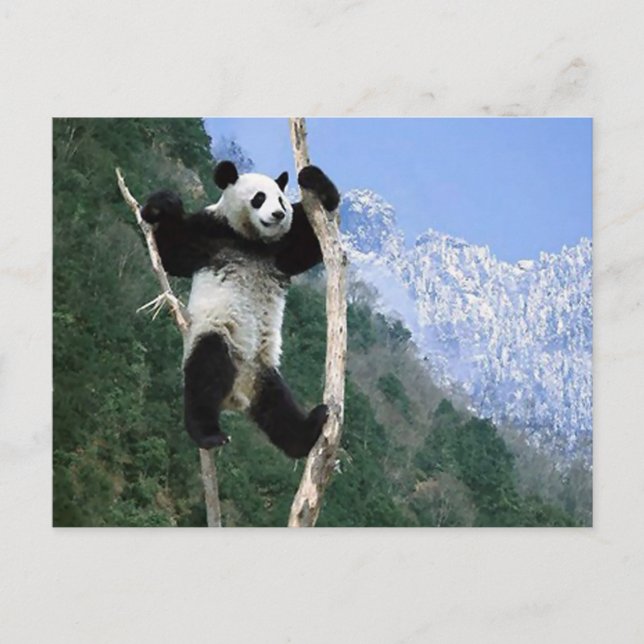 Panda Stuck i Träd Vykort (Framsida)