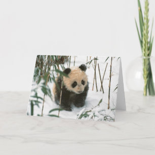Panda unge på snö, Wolong, Sichuan, China 2 Kort