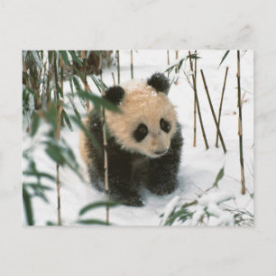 Panda unge på snö, Wolong, Sichuan, China 2 Vykort