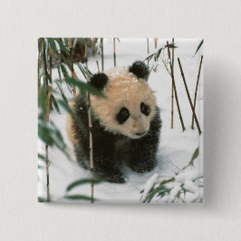 Panda unge på snö, Wolong, Sichuan, China Knapp