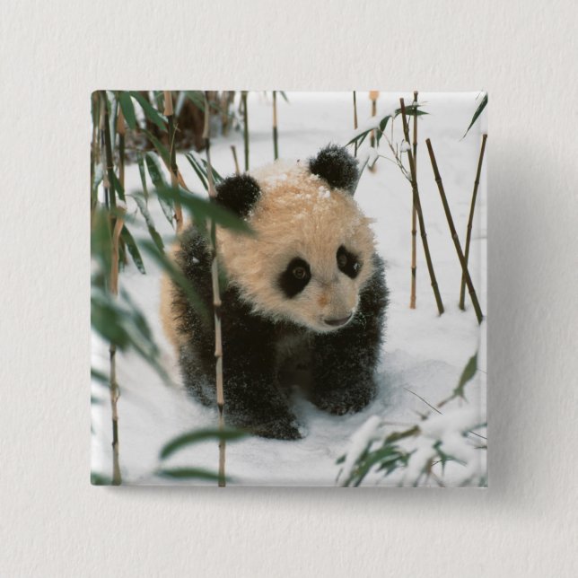 Panda unge på snö, Wolong, Sichuan, China Knapp (Framsida)