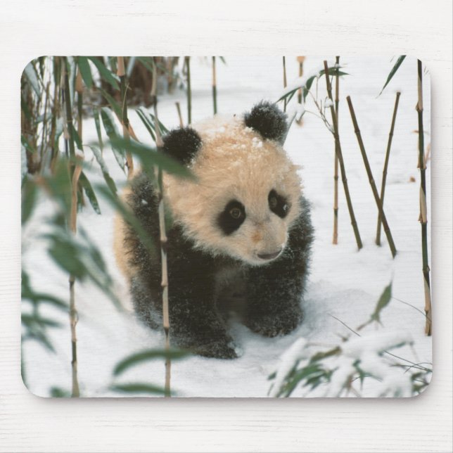 Panda unge på snö, Wolong, Sichuan, China Musmatta (Framsidan)