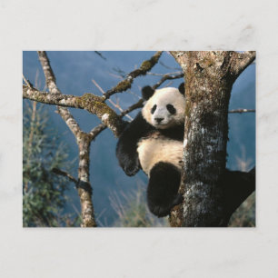 Panda Up A Träd Vykort
