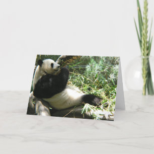 Panda vid San Diego Zoo Kort