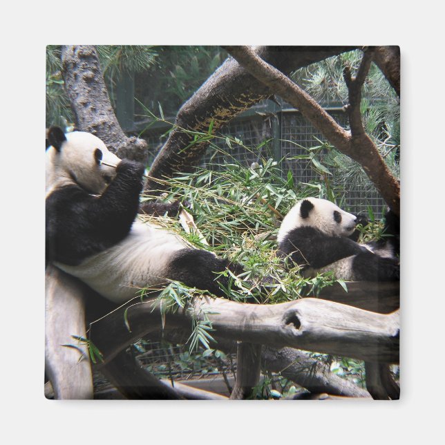 Panda vid San Diego Zoo Magnet (Framsidan)