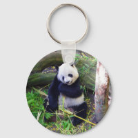 Panda vid San Diego Zoo