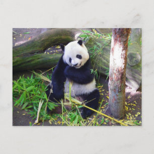 Panda vid San Diego Zoo Vykort