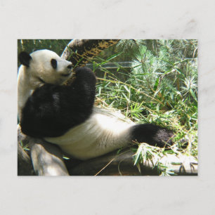 Panda vid San Diego Zoo Vykort