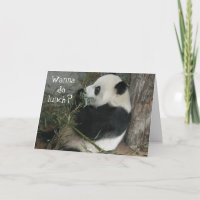 Panda, vill du äta lunch?