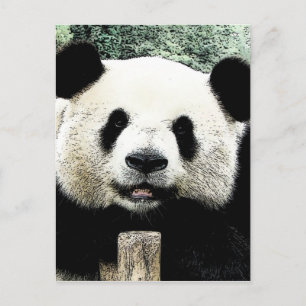 Panda Vykort