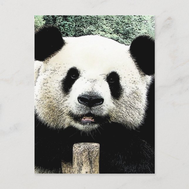 Panda Vykort (Framsida)