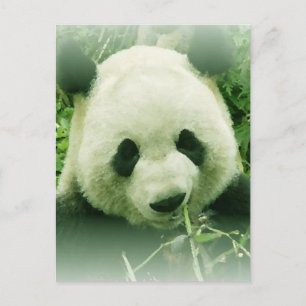 Panda Vykort
