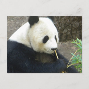 Panda Vykort