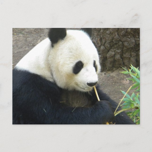 Panda Vykort (Framsida)