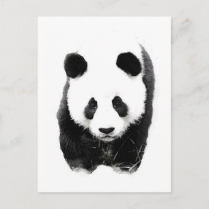 Panda Vykort
