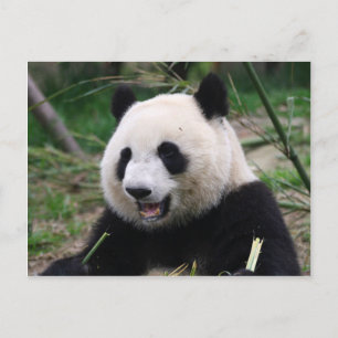 panda vykort