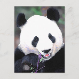 Panda Vykort