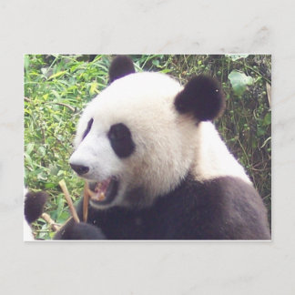 Panda Vykort