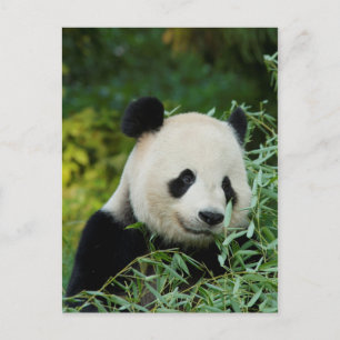 Panda Vykort