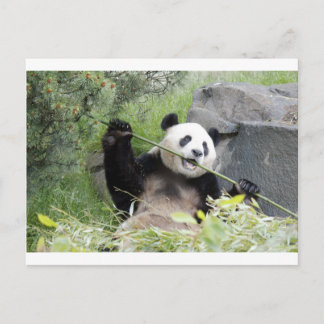 Panda Vykort
