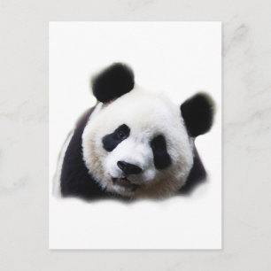 Panda Vykort
