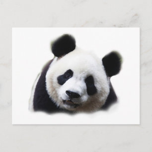 Panda Vykort