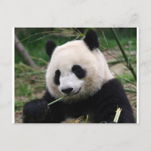 Panda Vykort
