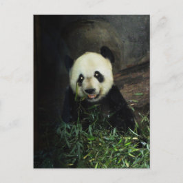 Panda Vykort