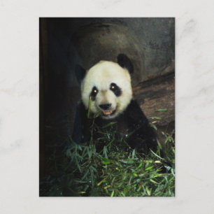 Panda Vykort