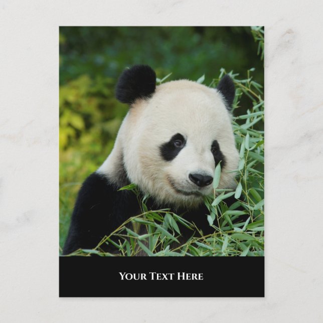 Panda Vykort (Framsida)