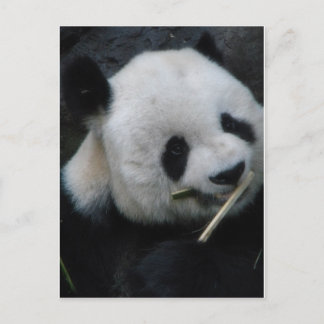 Panda Vykort