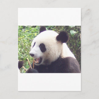 Panda Vykort