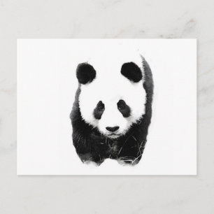 Panda Vykort