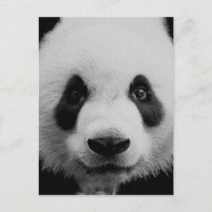 Panda Vykort