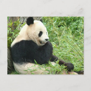 Panda-vykort Vykort