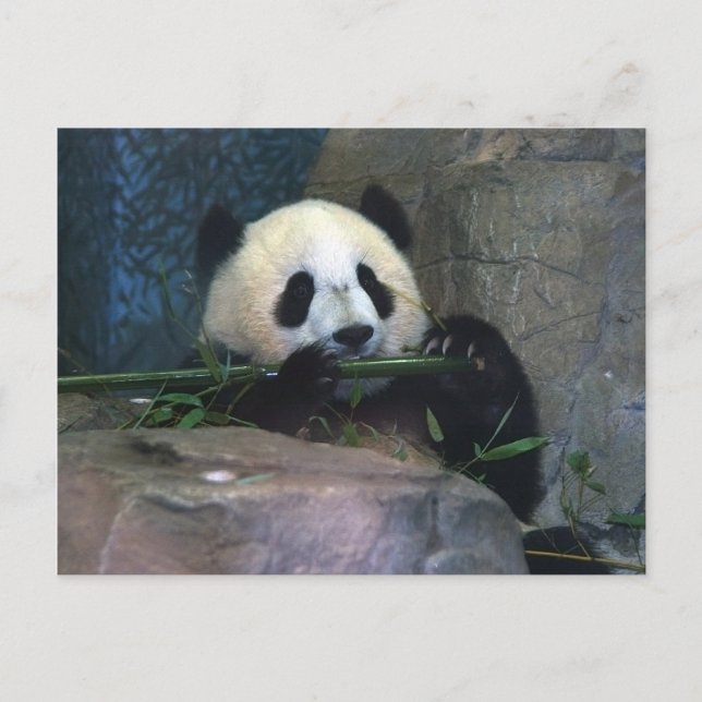 Panda-vykort Vykort (Framsida)