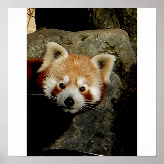 Panda watch poster (Framsidan)