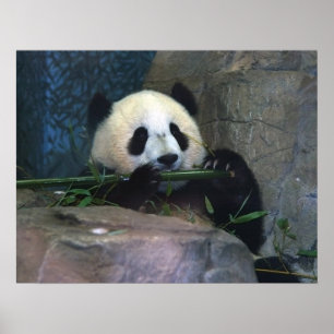 Pandaaffisch Poster