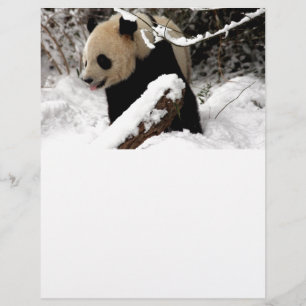 Pandabjörn