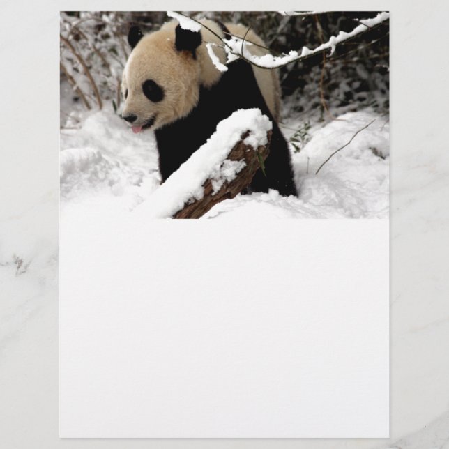 Pandabjörn (Framsida)