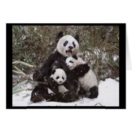 Pandabjörn Hälsningskort