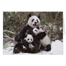 Pandabjörn OBS Kort