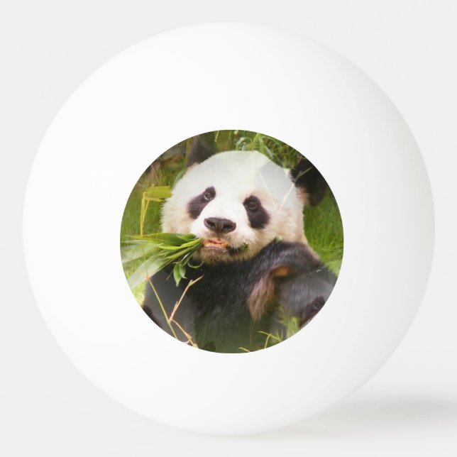 Pandabjörn Pingisboll (Framsidan)