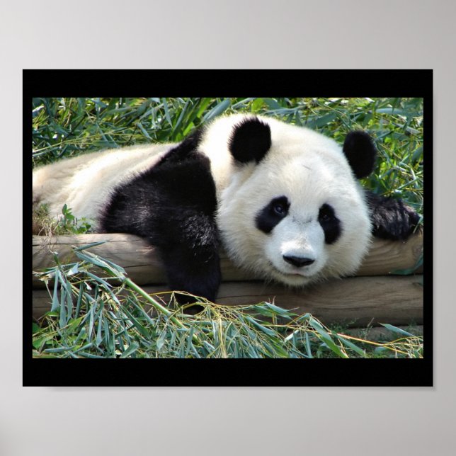 Pandabjörn poster (Framsidan)