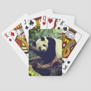 Pandabjörn som leker kort casinokort