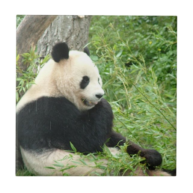 Pandaen belägger med tegel kakelplatta (Framsidan)